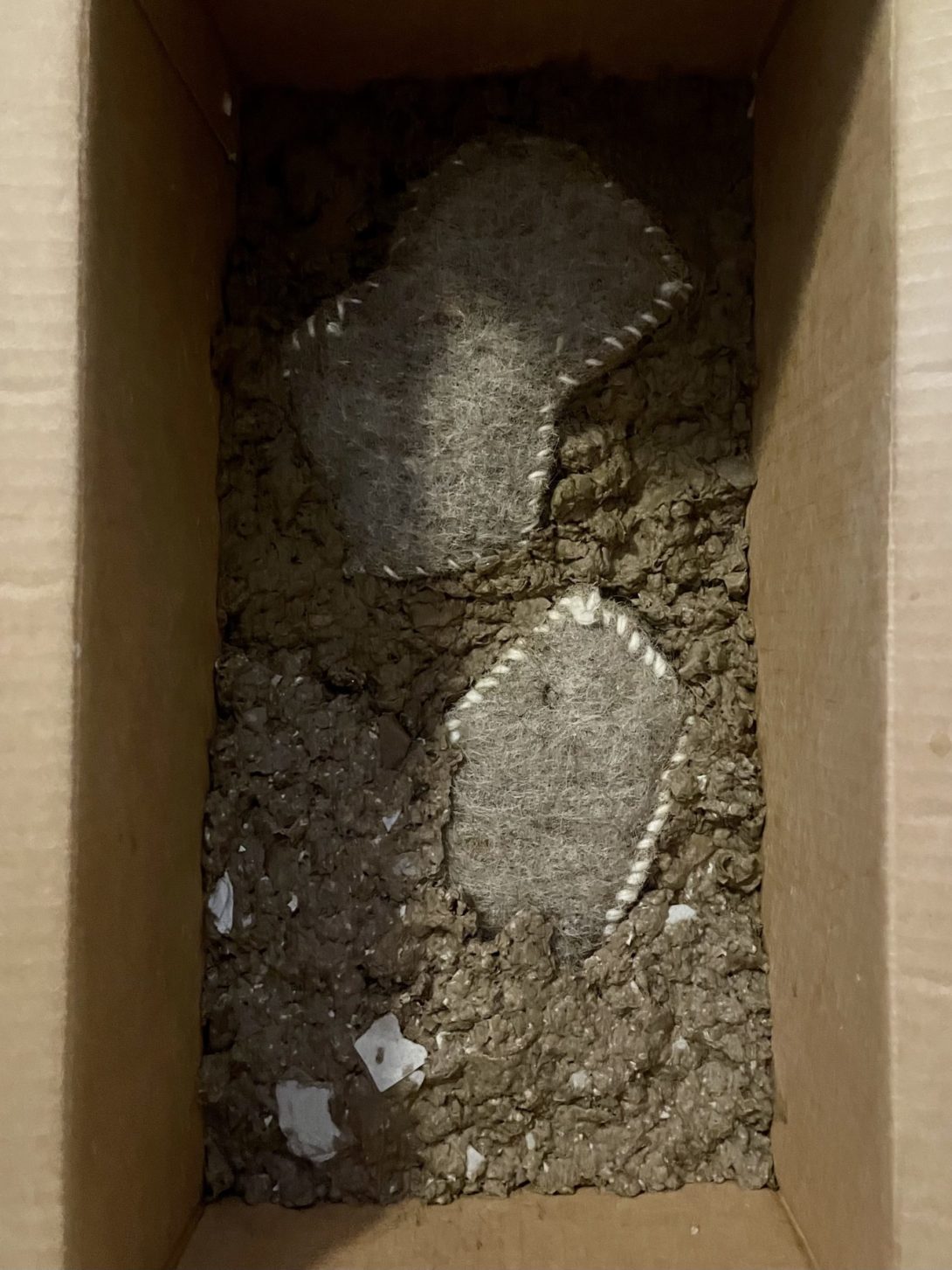 Cardboard box with wool forms being packed in with wet paper pulp.