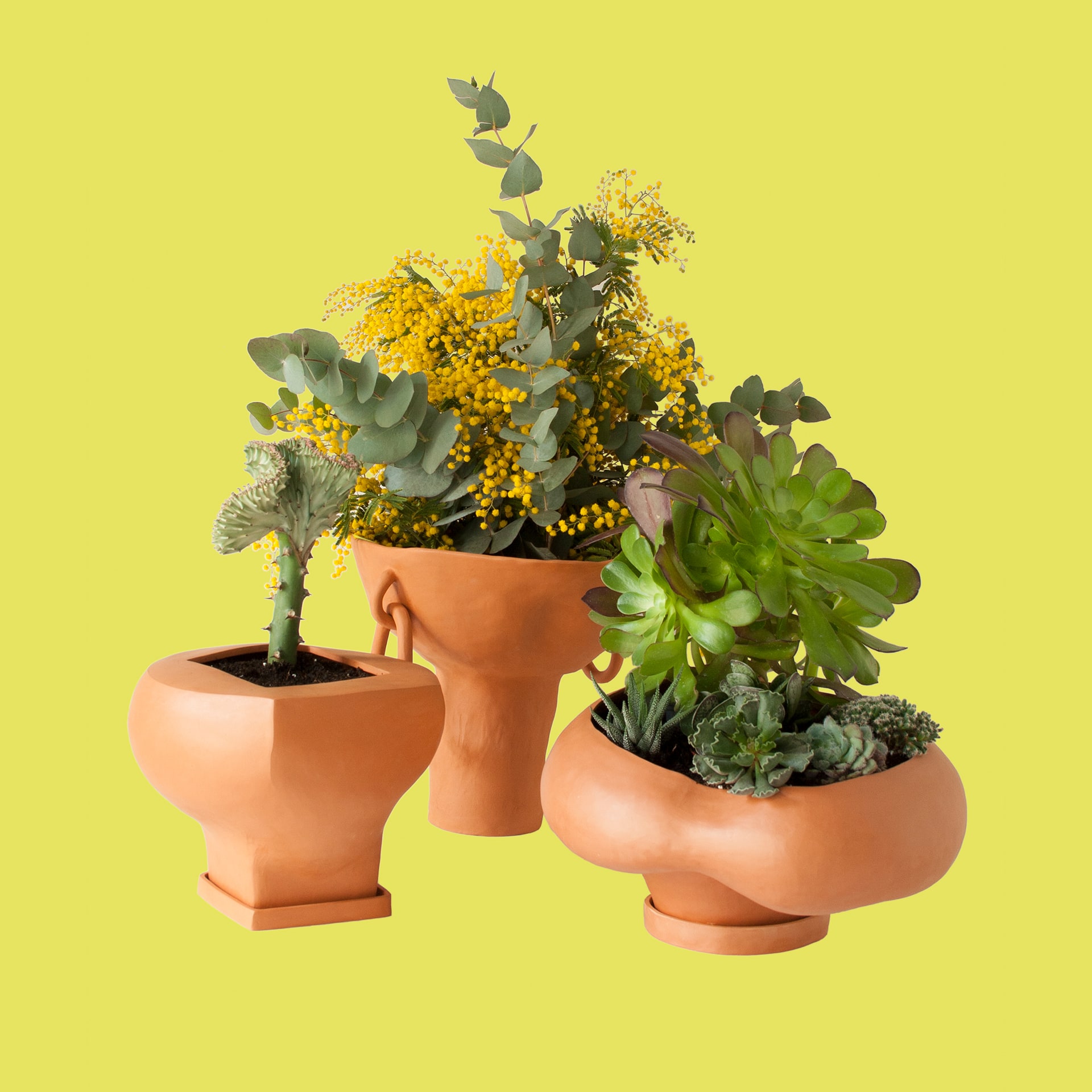 Red clay pots with plants, Terra collection