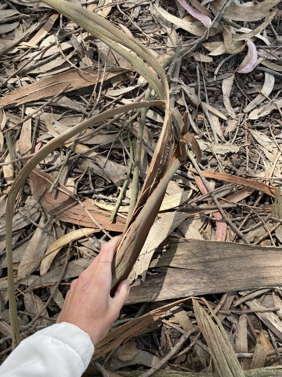 collecting eucalyptus bark from the ground